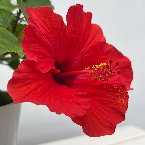 ハイビスカス:レッドスター 5号鉢植え