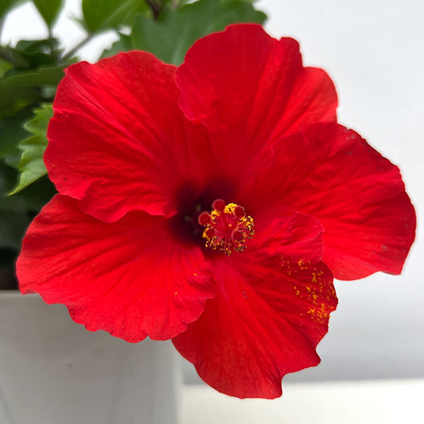 ハイビスカス:レッドスター 5号鉢植え