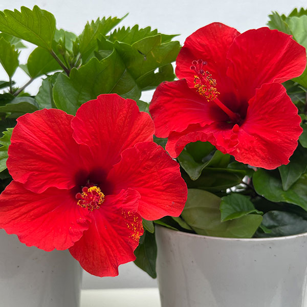 ハイビスカス:レッドスター 5号鉢植え