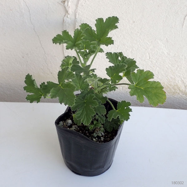 ニオイゼラニウム：アッターオブローズ（ローズゼラニウム）3号ポット