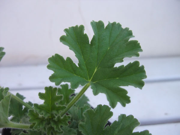 ニオイゼラニウム：アッターオブローズ（ローズゼラニウム）3号ポット