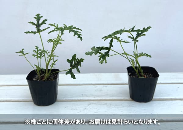 ニオイゼラニウム:アスペラム3号ポット