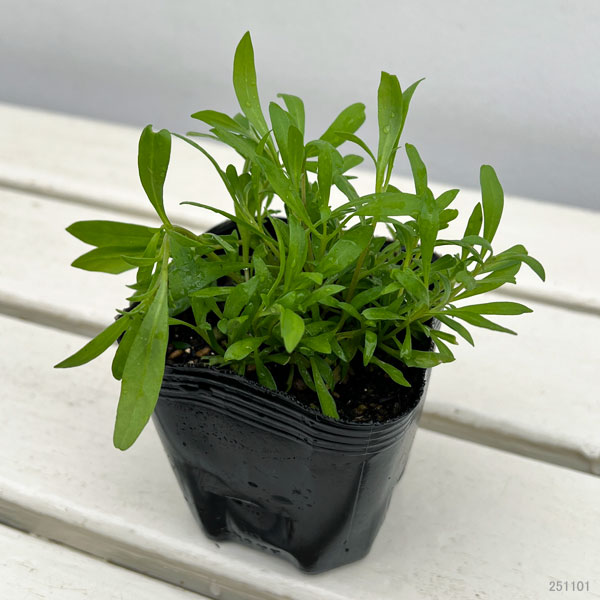 [26年2月中下旬予約]スーパーアリッサム：スノープリンセス3号ポット