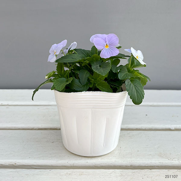 ビオラ：ビビ ヘブンリーブルー3～3.5号ポット