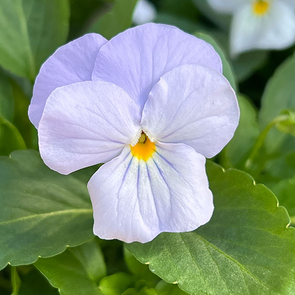 ビオラ：ビビ ヘブンリーブルー3～3.5号ポット