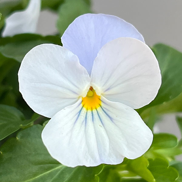 ビオラ：ビビ ヘブンリーブルー3～3.5号ポット