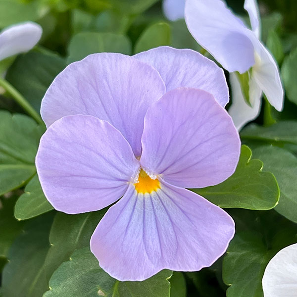 ビオラ：ビビ ヘブンリーブルー3～3.5号ポット