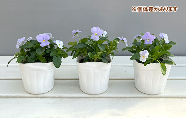 ビオラ：ビビ ヘブンリーブルー3～3.5号ポット