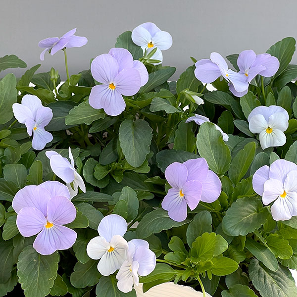 ビオラ：ビビ ヘブンリーブルー3～3.5号ポット