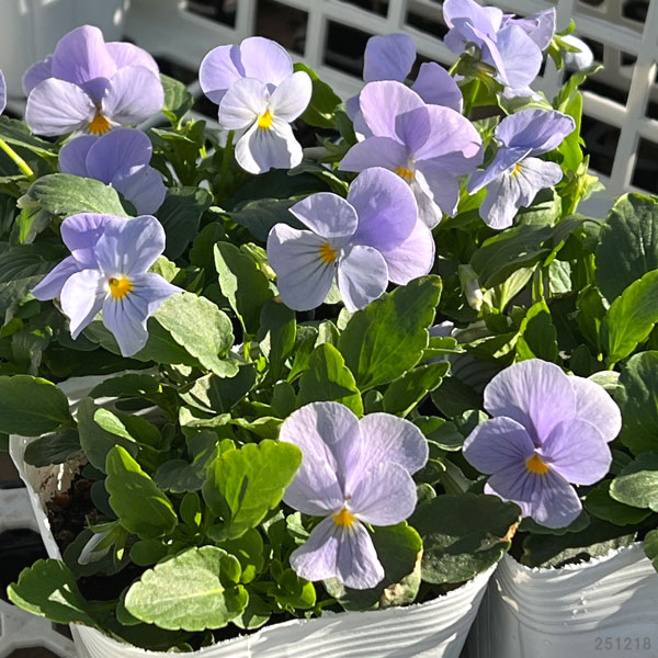 ビオラ：ビビ ヘブンリーブルー3～3.5号ポット