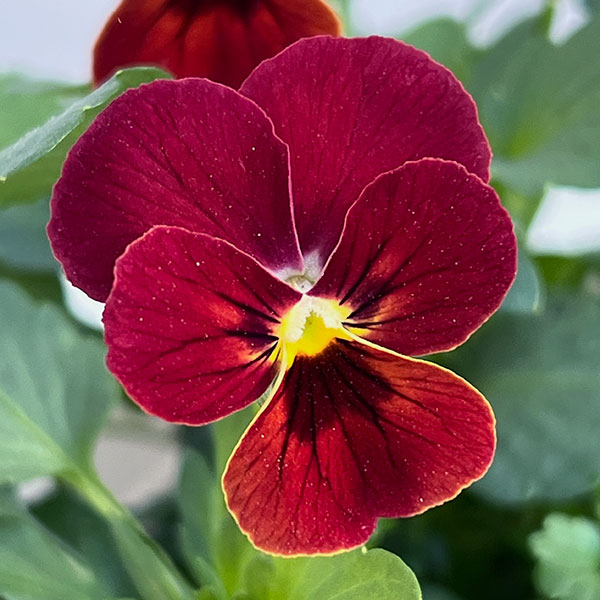 ビオラ:ビビ スカーレット3~3.5号ポット12株セット