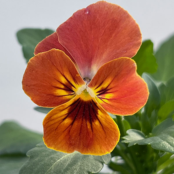 ビオラ:ビビ スカーレット3~3.5号ポット12株セット