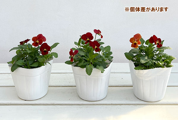 ビオラ:ビビ スカーレット3~3.5号ポット12株セット