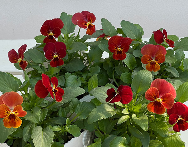 ビオラ:ビビ スカーレット3~3.5号ポット12株セット
