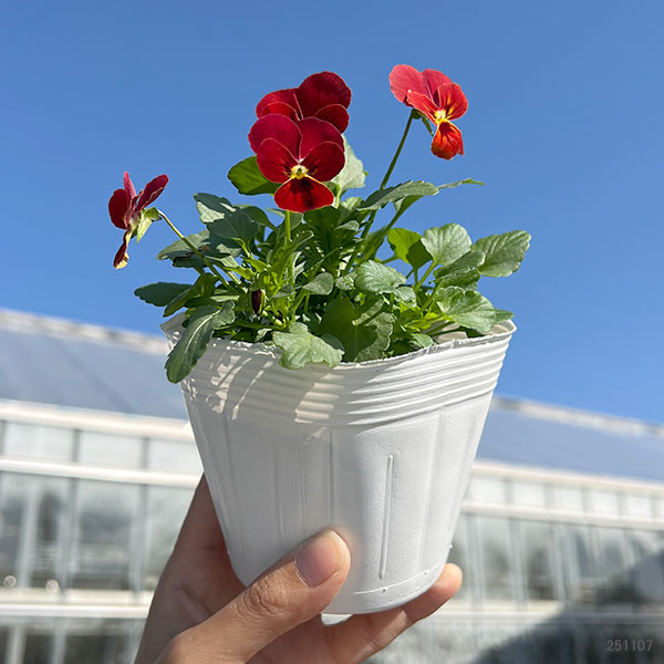 ビオラ:ビビ スカーレット3~3.5号ポット12株セット