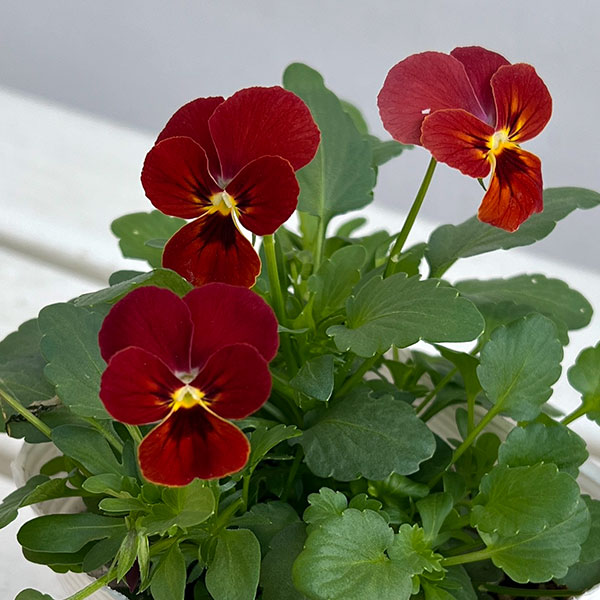 ビオラ:ビビ スカーレット3~3.5号ポット12株セット