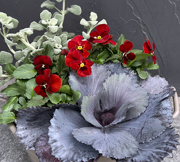 ビオラ：ビビ スカーレット3～3.5号ポット8株セット