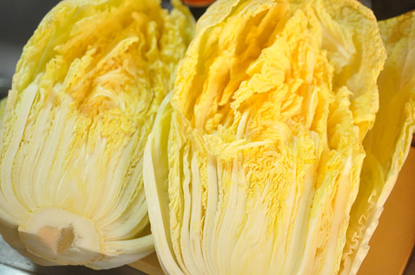 [送料無料]ハクサイ（白菜）：オレンジクイン2.5号ポット40株セット