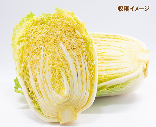 [送料無料]ハクサイ（白菜）：オレンジクイン2.5号ポット40株セット