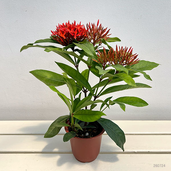 サンタンカ:スーパーキング4-4.5号鉢植え