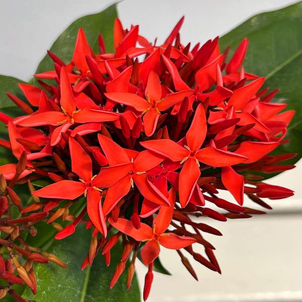 サンタンカ:スーパーキング4-4.5号鉢植え