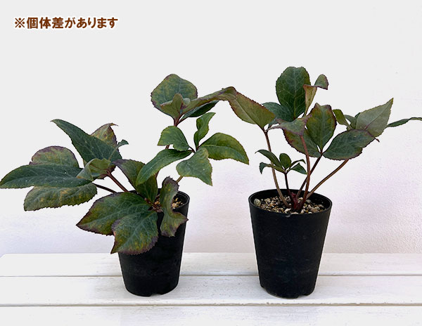 園芸ネット本店｜クリスマスローズ（原種交配）：*HGCピンクフロスト