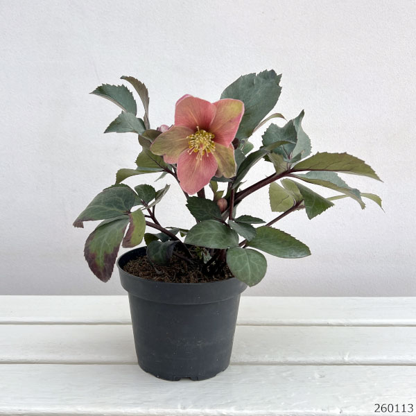 多花咲　原種系交配　クリスマスローズ 733-NCR419.jpg?202601141047