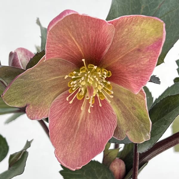 クリスマスローズ(原種交配):*HGCピンクフロスト4.5号ポット