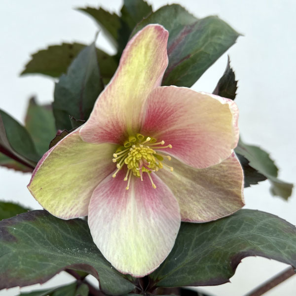 クリスマスローズ クリスマスローズ,童仙房ナーセリー＆ガーデンのクリスマスローズ,氷の