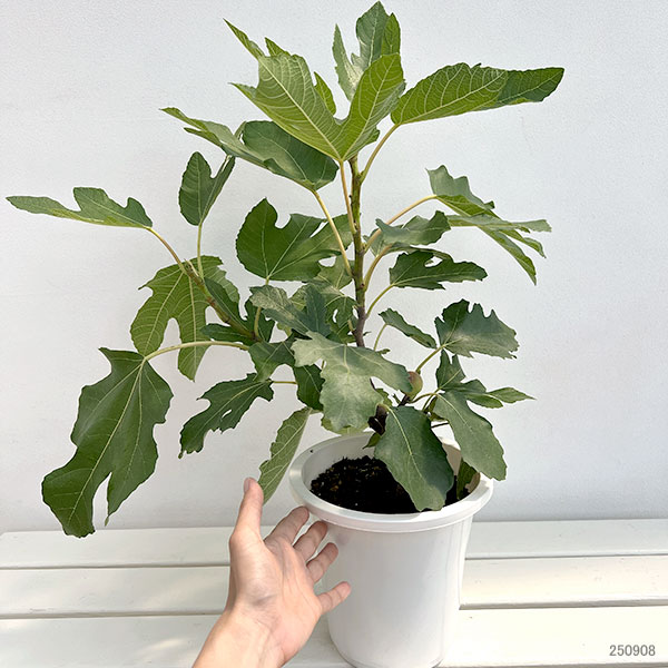 イチジク:ネグローネ6号鉢植え