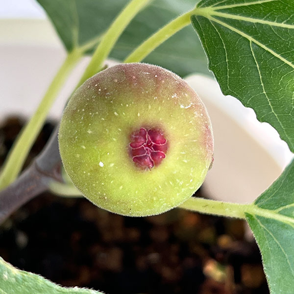 イチジク:ネグローネ6号鉢植え