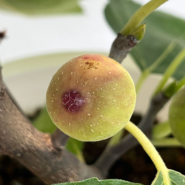 イチジク:ネグローネ6号鉢植え