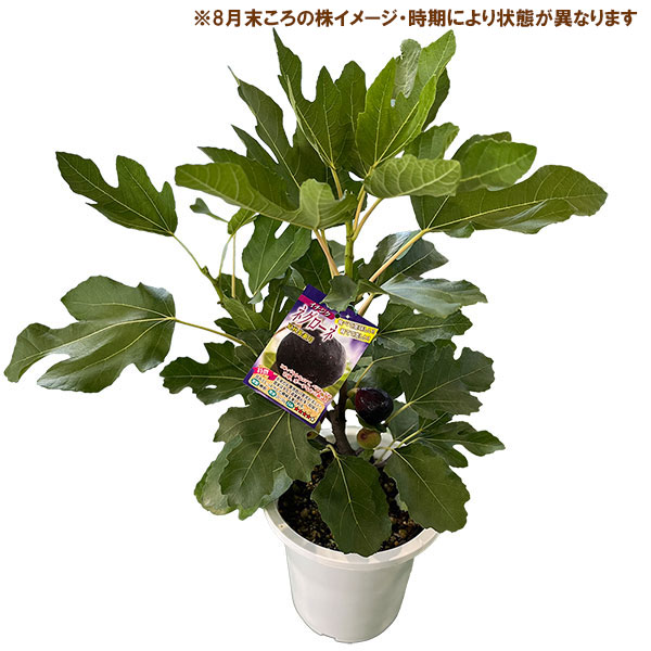 イチジク:ネグローネ6号鉢植え