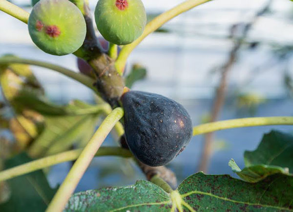 イチジク:ネグローネ6号鉢植え