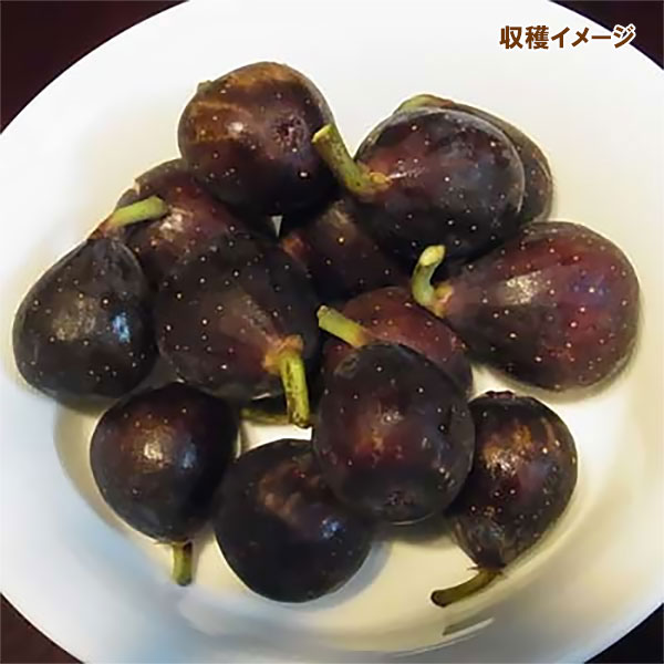 イチジク:ネグローネ6号鉢植え