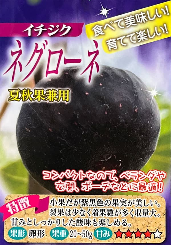 イチジク:ネグローネ6号鉢植え