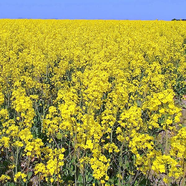 景観作物：菜の花（ナノハナ）500g入り[タネ]