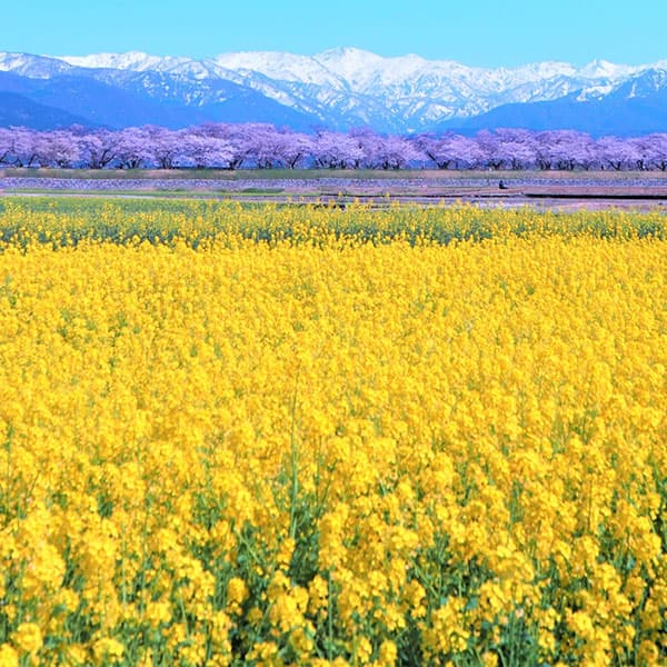 景観作物：菜の花（ナノハナ）500g入り[タネ]