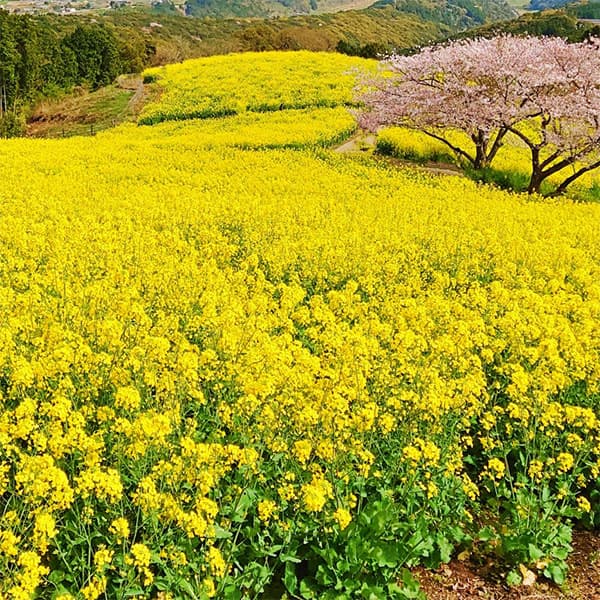 景観作物：菜の花（ナノハナ）500g入り[タネ]