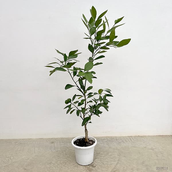温州みかん・宮川早生（みやがわわせ）5号鉢植え[実付き]