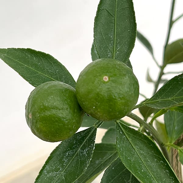 温州みかん・宮川早生（みやがわわせ）5号鉢植え[実付き]
