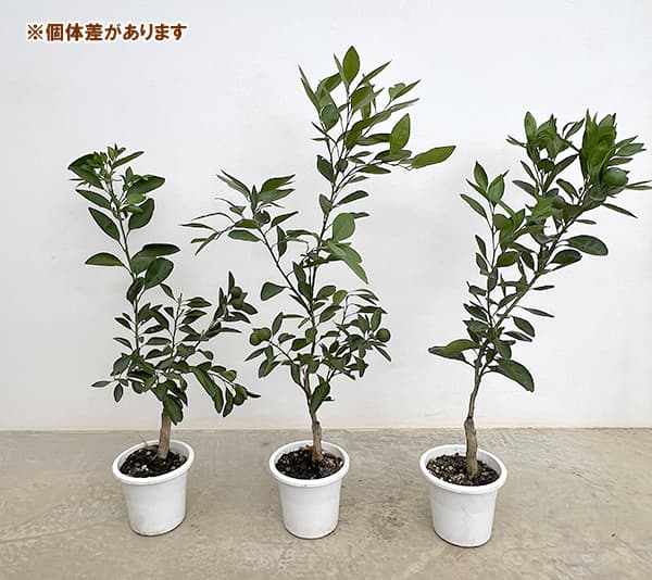 温州みかん・宮川早生（みやがわわせ）5号鉢植え[実付き]