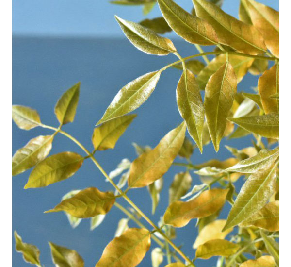 フジ(藤):ゴールデンシャワー6号ポット