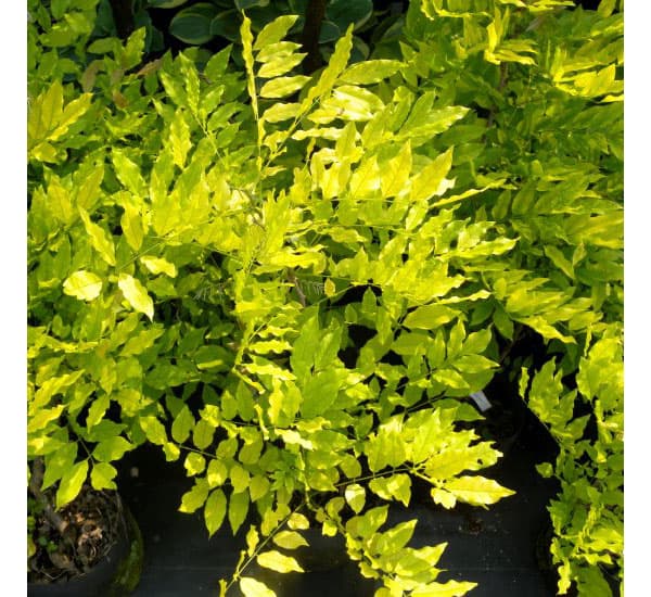 フジ(藤):ゴールデンシャワー6号ポット