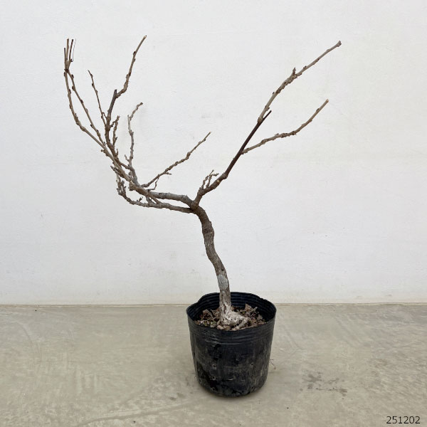 フジ(藤):ゴールデンシャワー6号ポット