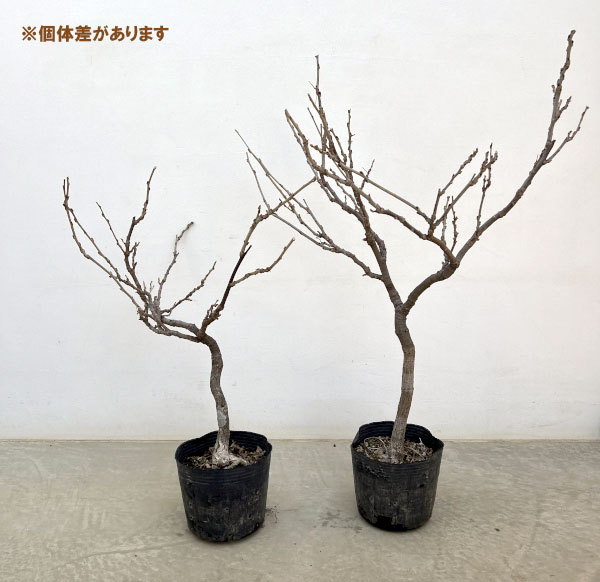 フジ(藤):ゴールデンシャワー6号ポット