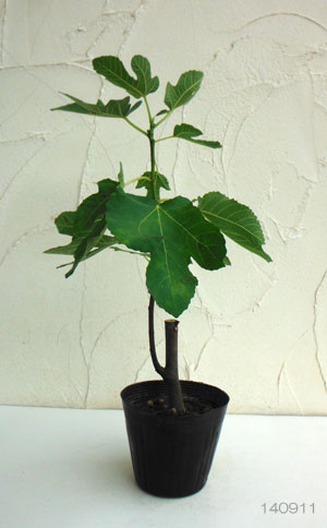 イチジク:コハク(ドウロウ)4-5号ポット