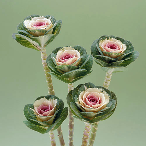 ハボタン：バイカラートーチ3号ポット2株セット