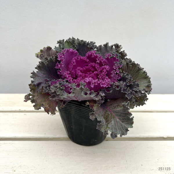 ハボタン（葉牡丹）カラフル10品種セット