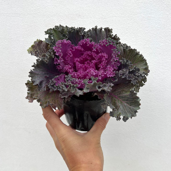 ハボタン：紅すずめ3.5号ポット2株セット